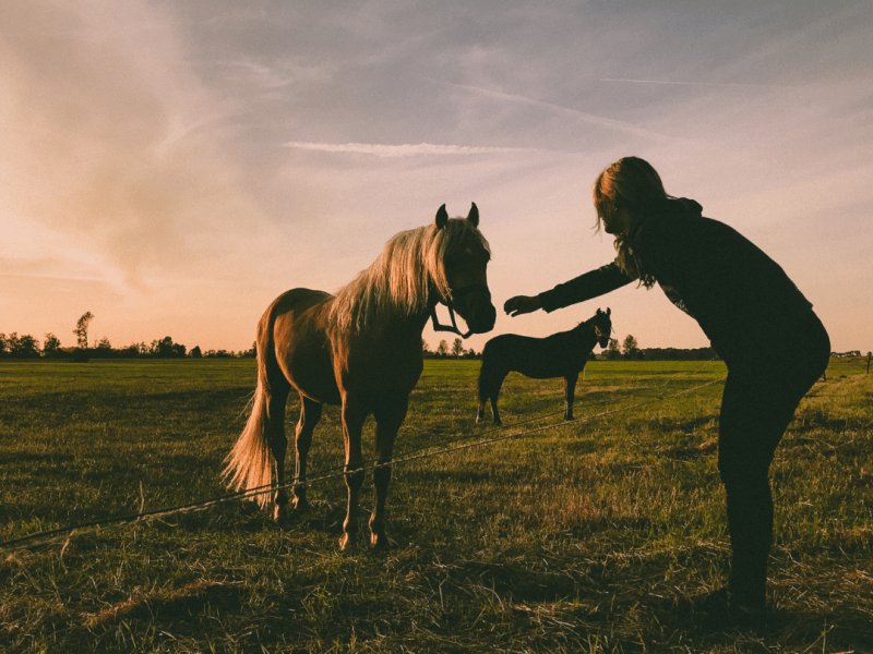 Listening Without Words – How Horses Refine Our Communication 