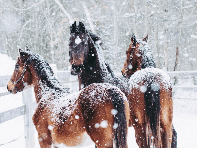 Horses in the Arctic: Life, Adaptation, and Care in Extreme&nbsp;Winters