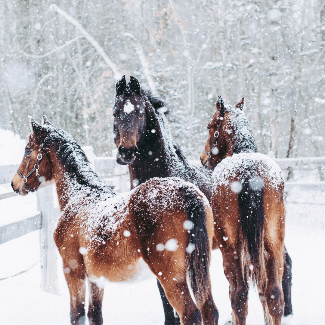 Horses in the Arctic: Life, Adaptation, and Care in Extreme&nbsp;Winters
